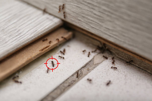 Best Cockroach Control Services  in Lawton, MI