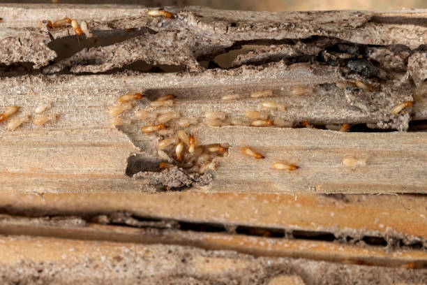 Best Affordable Pest Control Services  in Lawton, MI