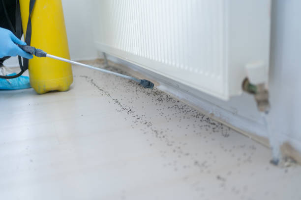 Best Affordable Pest Control Services  in Lawton, MI